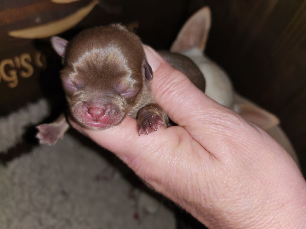 Of Little Dog's Paradise - Chiot disponible  - Chihuahua