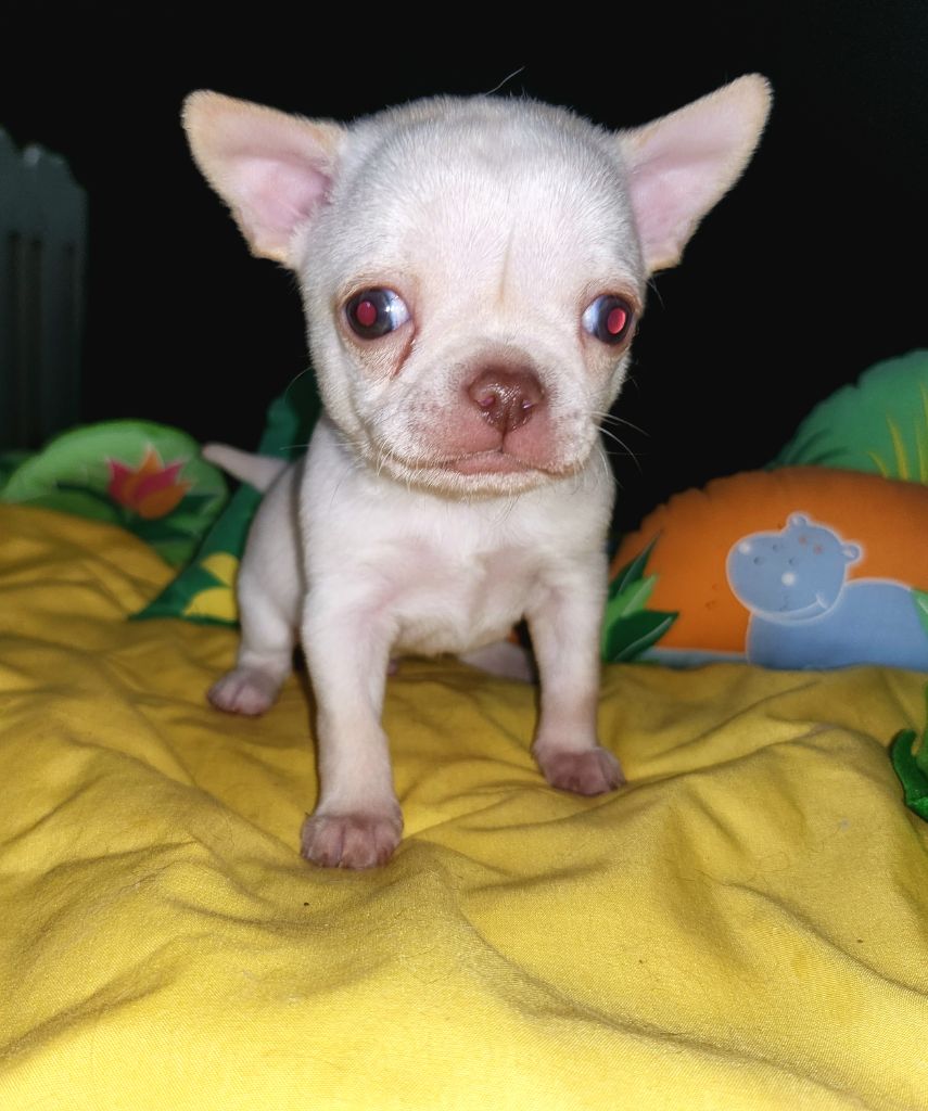 Of Little Dog's Paradise - Chiot disponible  - Chihuahua