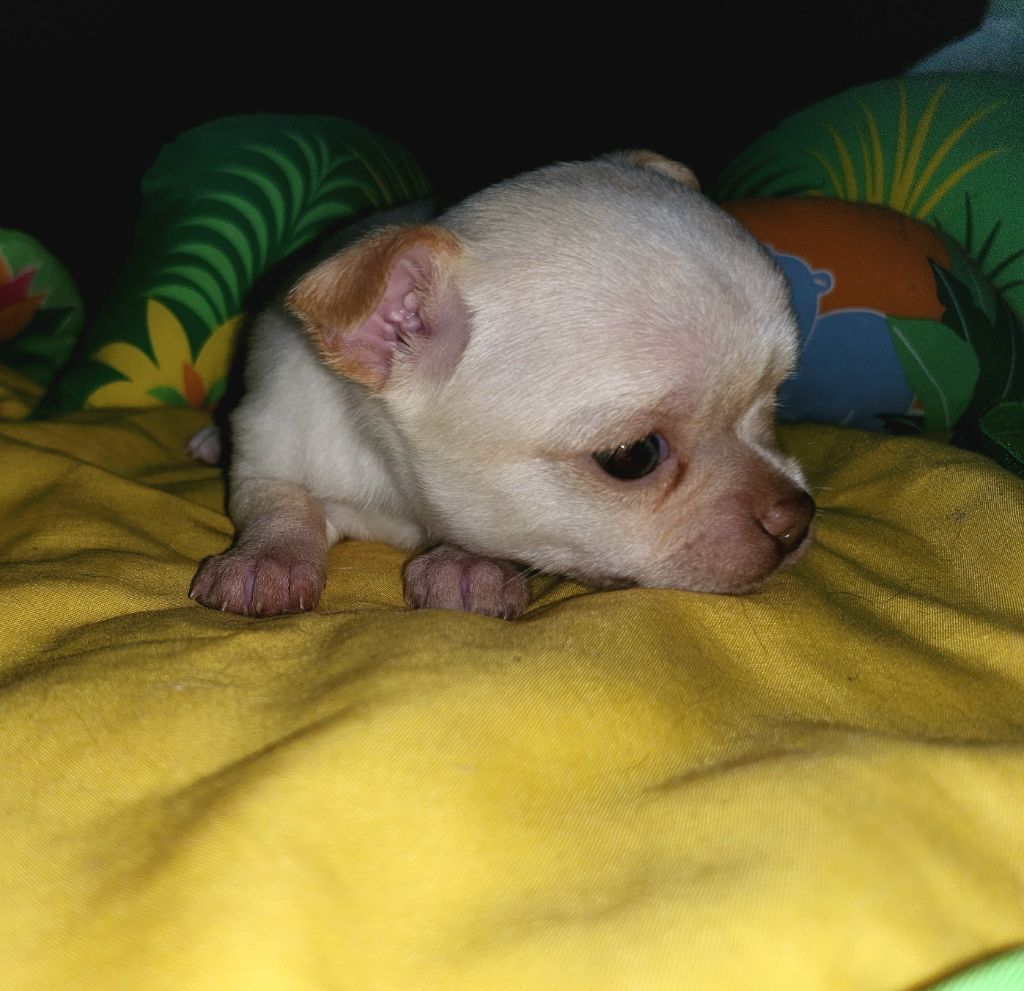 Of Little Dog's Paradise - Chiot disponible  - Chihuahua