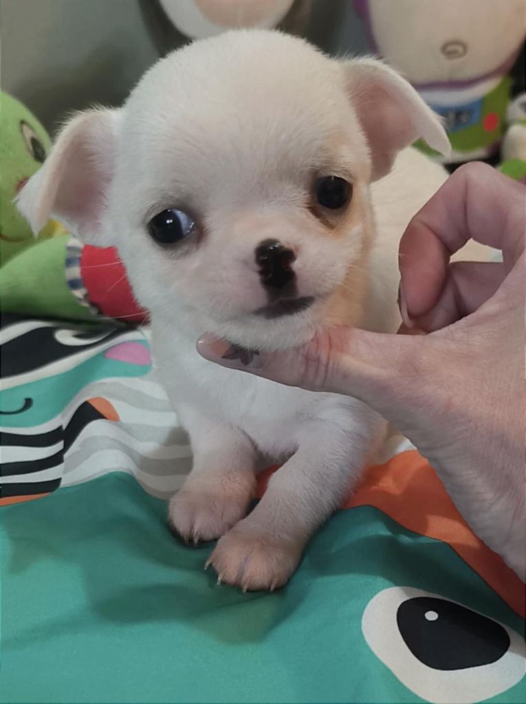 Of Little Dog's Paradise - Chiot disponible  - Chihuahua