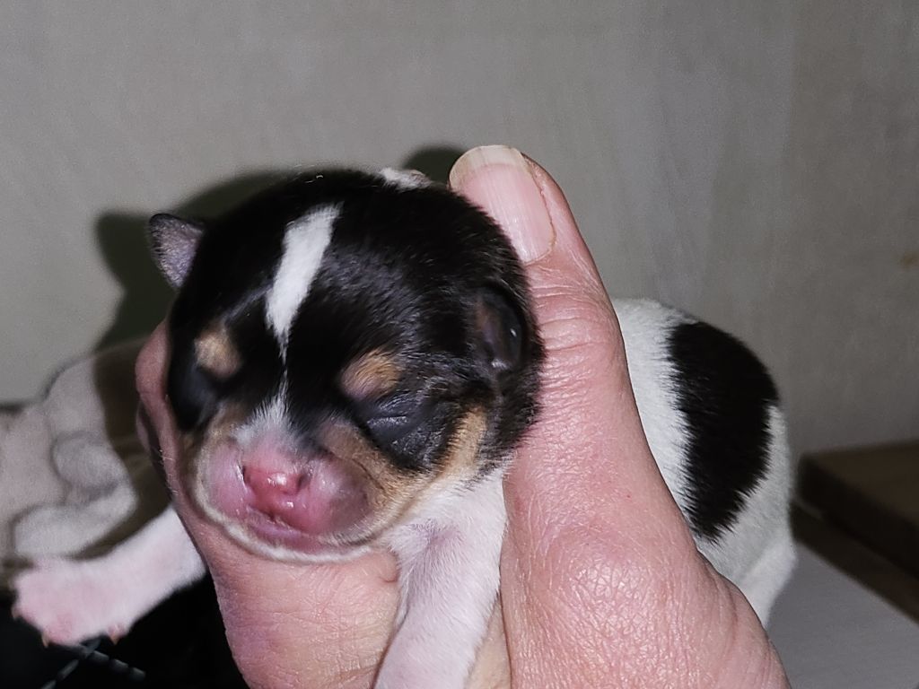 Of Little Dog's Paradise - Chiot disponible  - Chihuahua