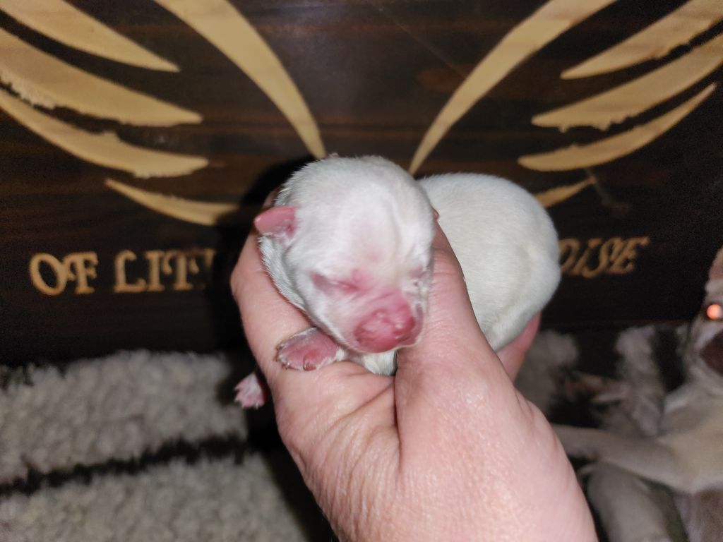 Of Little Dog's Paradise - Chiot disponible  - Chihuahua