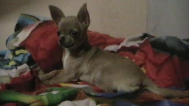 Loona Of Little Dog's Paradise