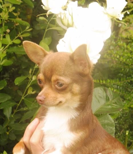 Lancelot Of Little Dog's Paradise