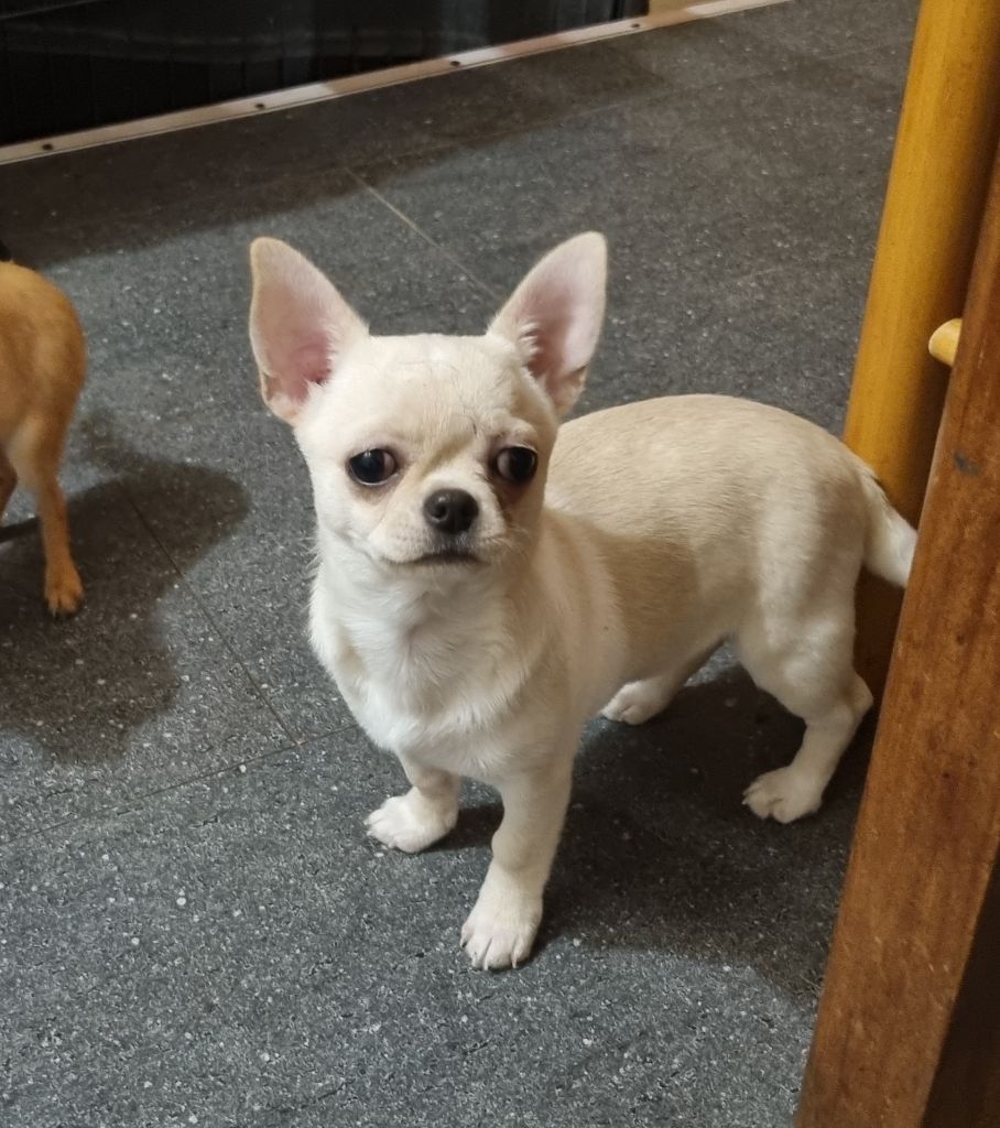 Sweet candy Of Little Dog's Paradise