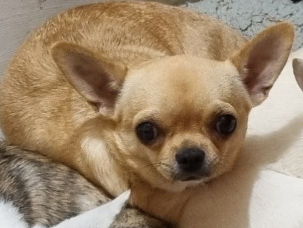 Sanka Of Little Dog's Paradise