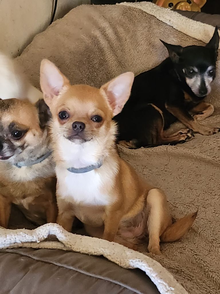 The absolute beauty Of Little Dog's Paradise