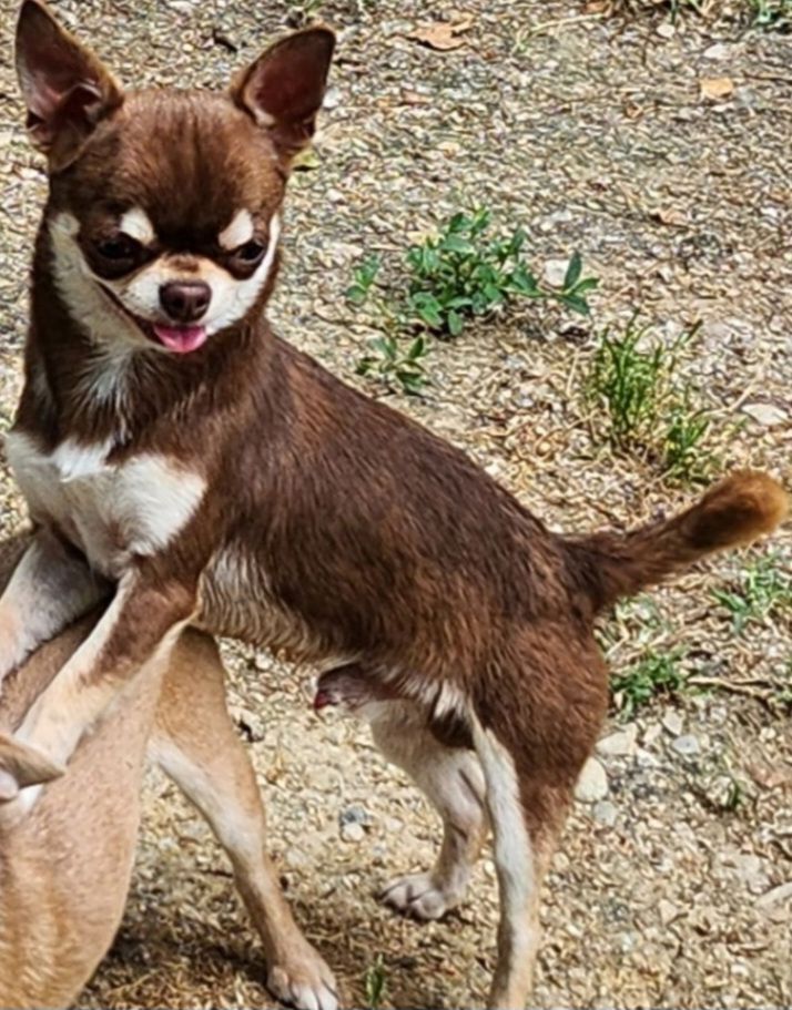 Ti -choco Of Little Dog's Paradise