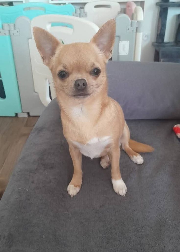 Una storia di angeli Of Little Dog's Paradise