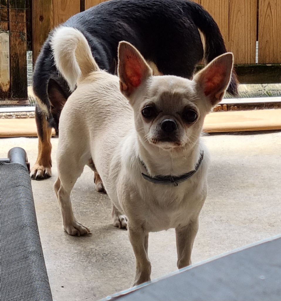 Sweet candy Of Little Dog's Paradise