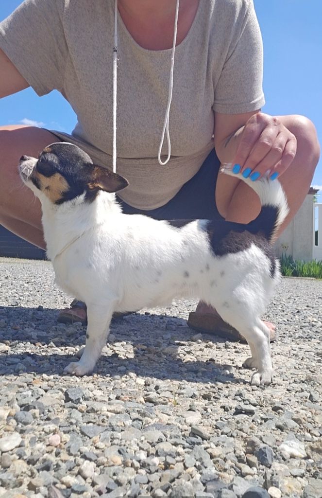 Vicky Of Little Dog's Paradise