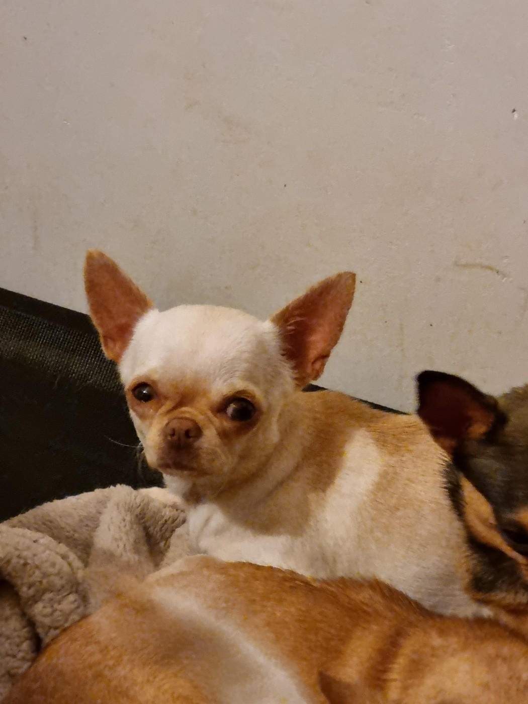 Velina Of Little Dog's Paradise