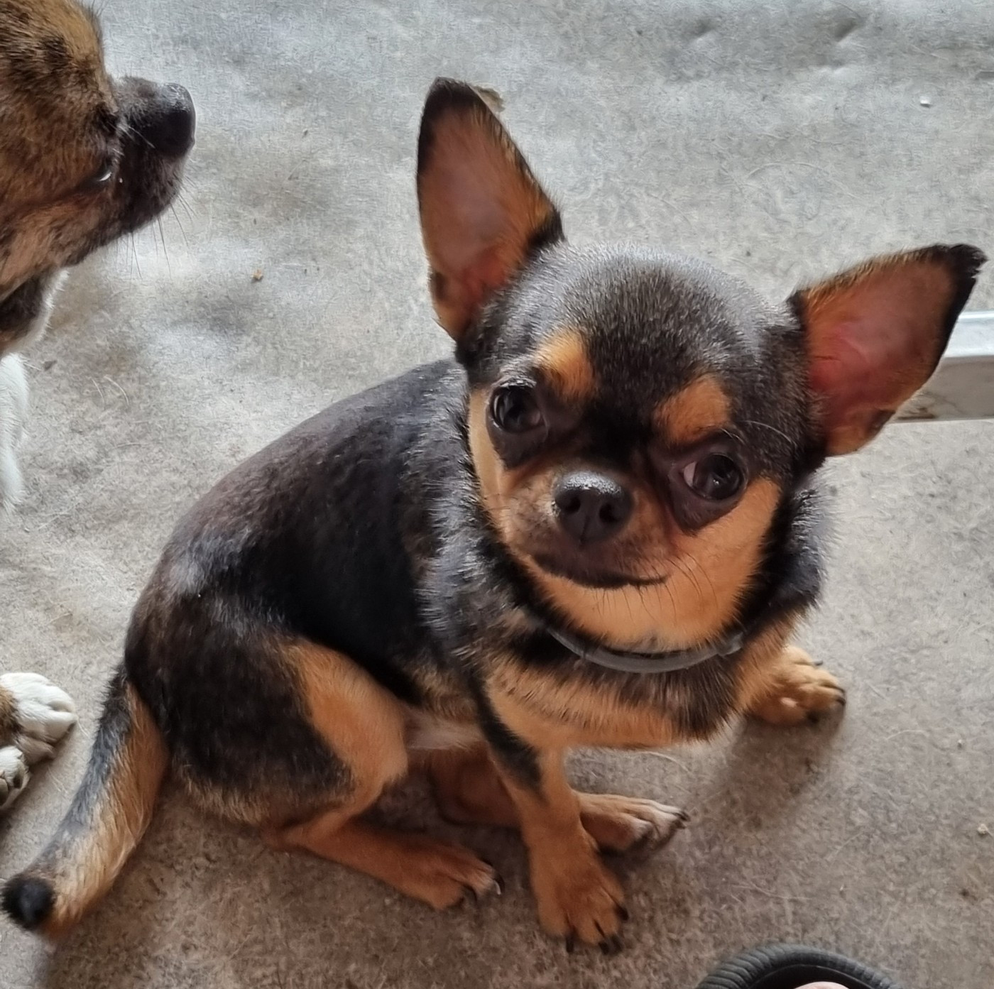 Violette Of Little Dog's Paradise