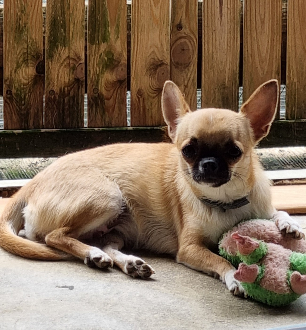 Vanille Of Little Dog's Paradise