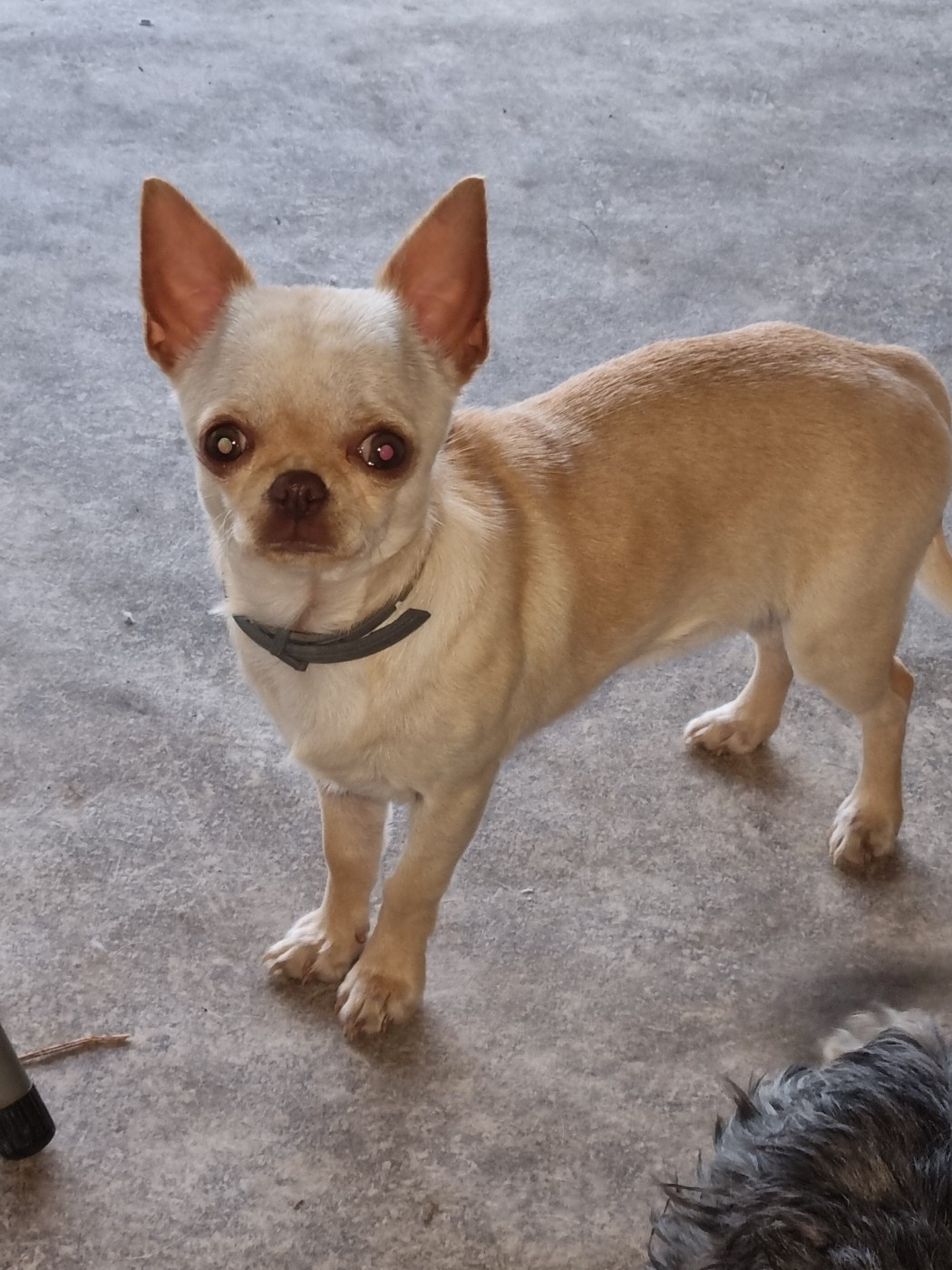 Velina Of Little Dog's Paradise