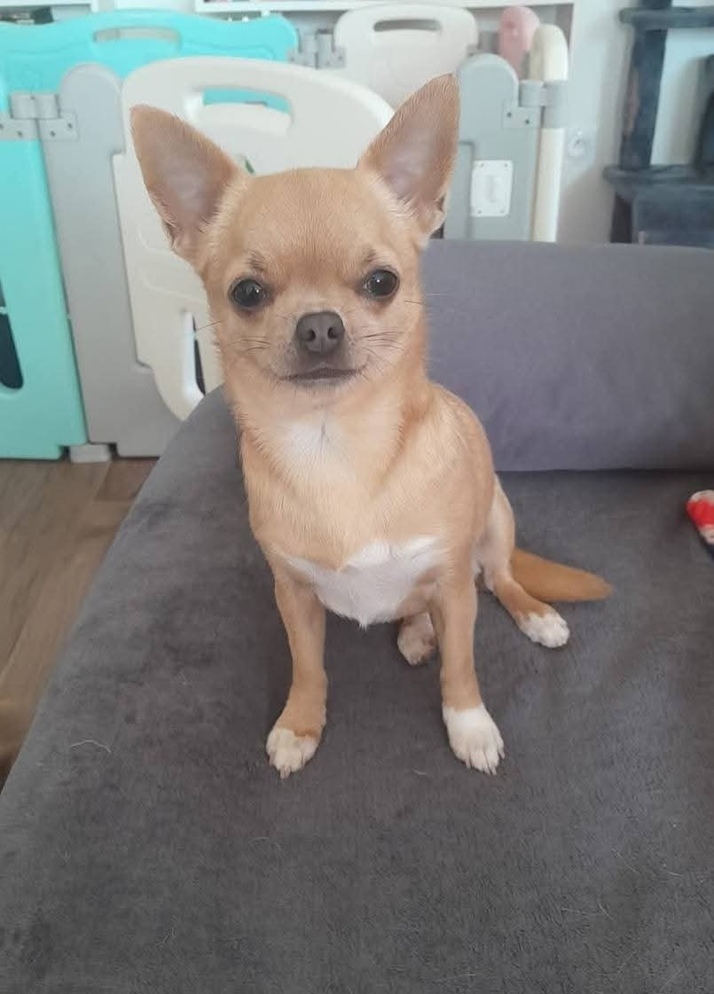 Una storia di angeli  Of Little Dog's Paradise