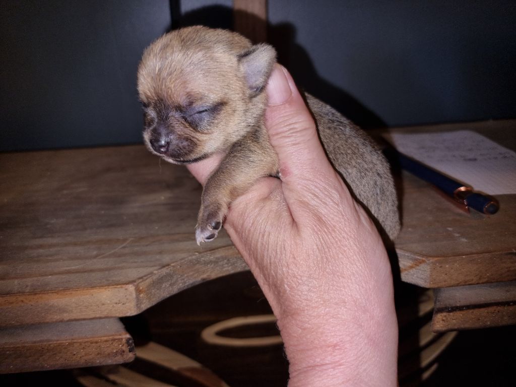 Of Little Dog's Paradise - Chiots disponibles - Chihuahua