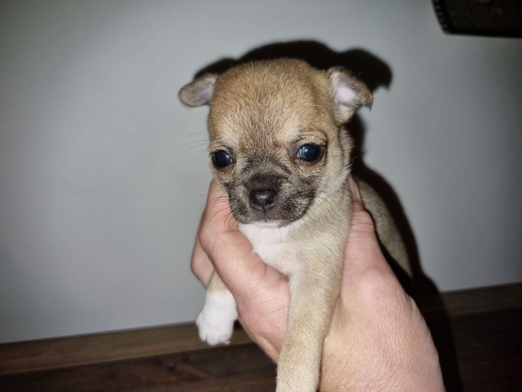 Of Little Dog's Paradise - Chiots disponibles - Chihuahua