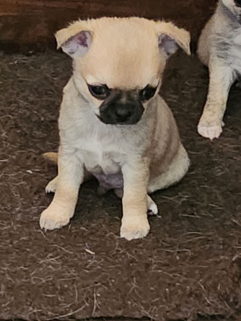 Of Little Dog's Paradise - Chiots disponibles - Chihuahua