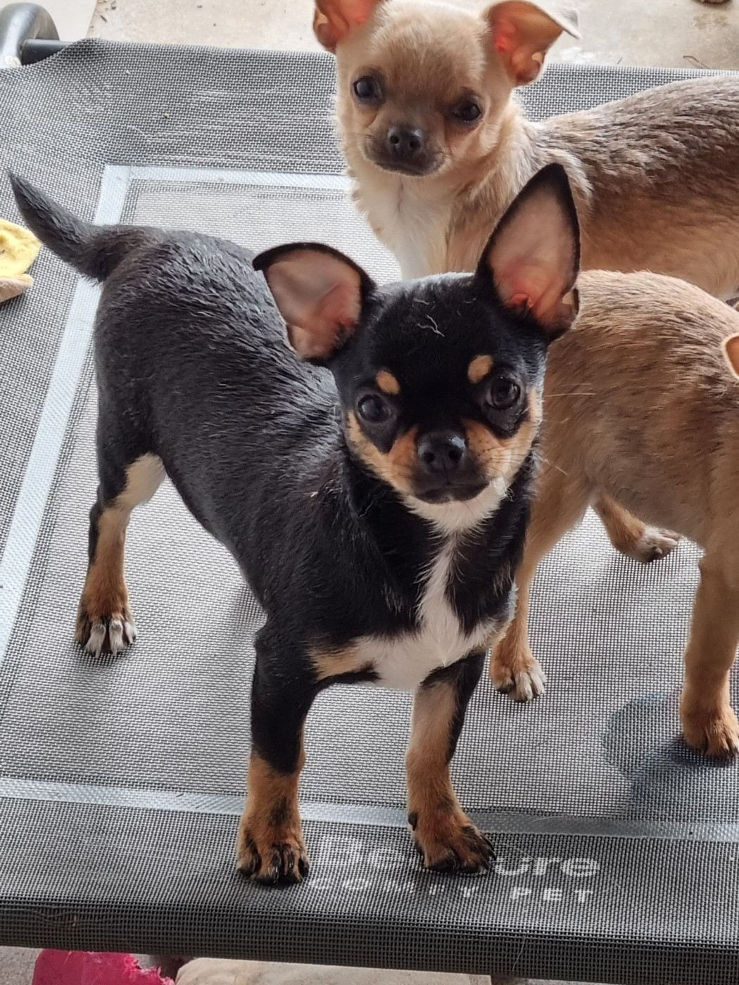 Of Little Dog's Paradise - Chiots disponibles - Chihuahua