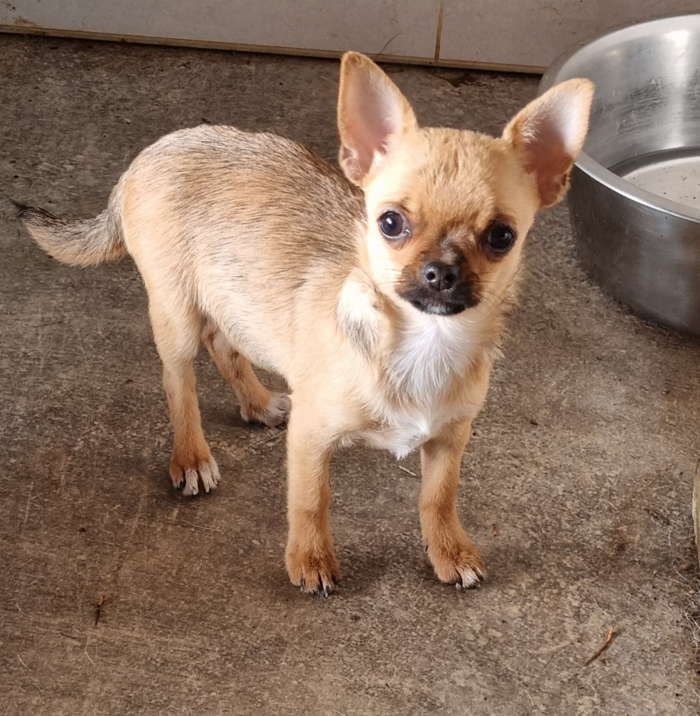 Of Little Dog's Paradise - Chiots disponibles - Chihuahua