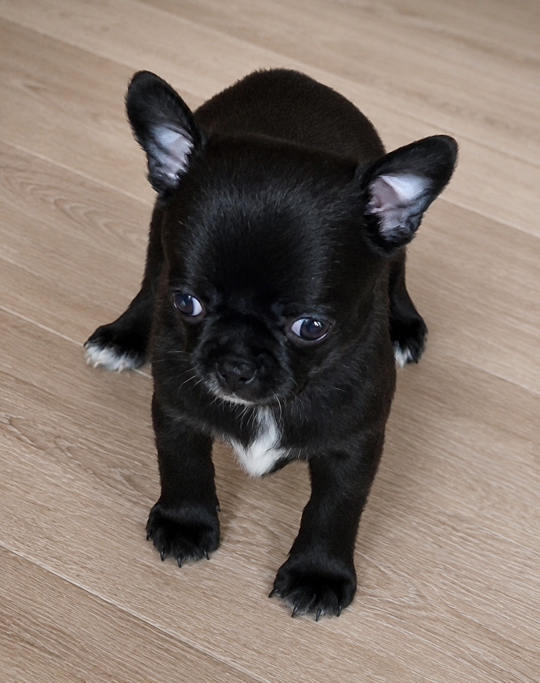 Of Little Dog's Paradise - Chiots disponibles - Chihuahua