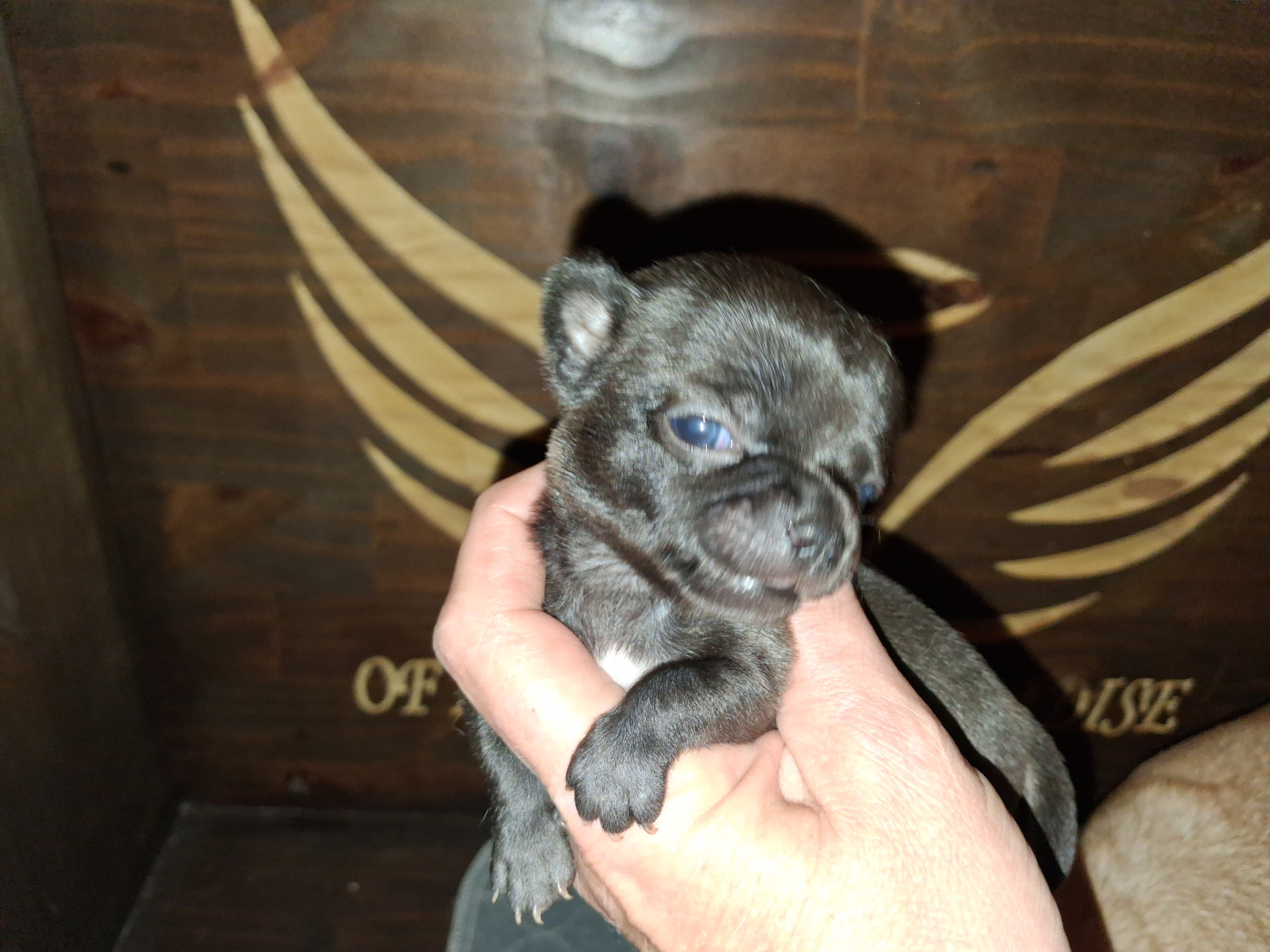 Of Little Dog's Paradise - Chiots disponibles - Chihuahua