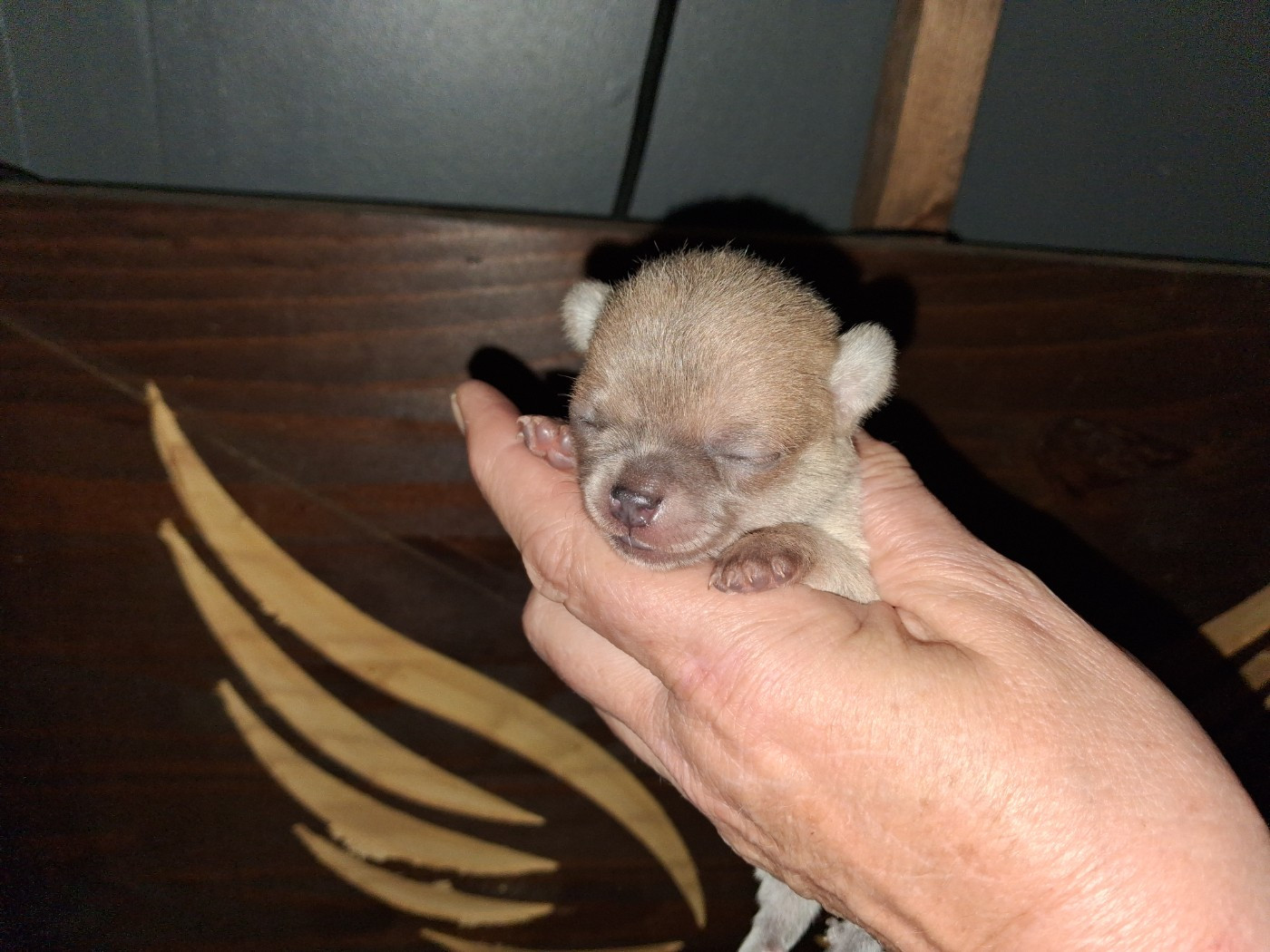 Of Little Dog's Paradise - Chiots disponibles - Chihuahua