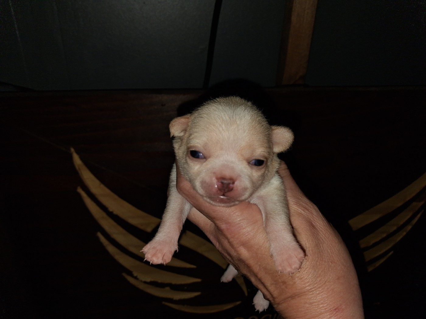 Of Little Dog's Paradise - Chiots disponibles - Chihuahua