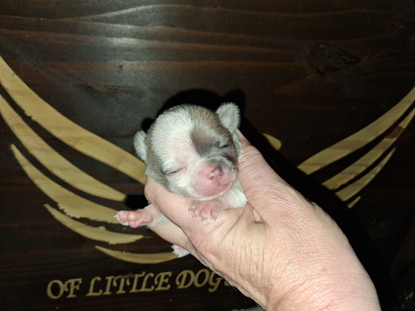 Of Little Dog's Paradise - Chiots disponibles - Chihuahua