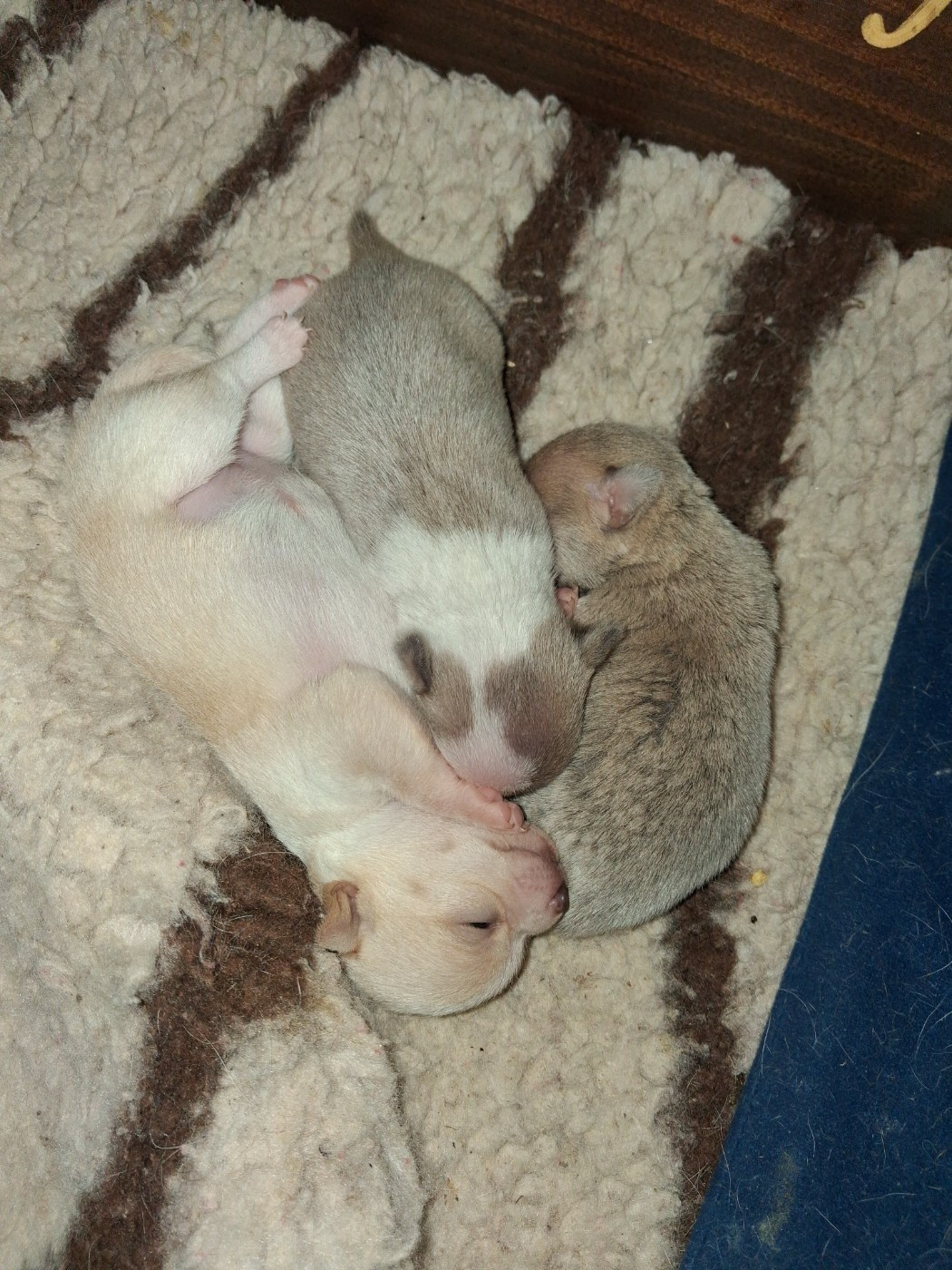 Chiot Chihuahua Of Little Dog's Paradise