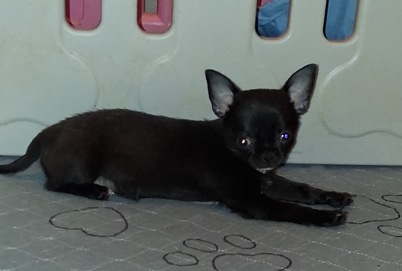 Of Little Dog's Paradise - Chiots disponibles - Chihuahua