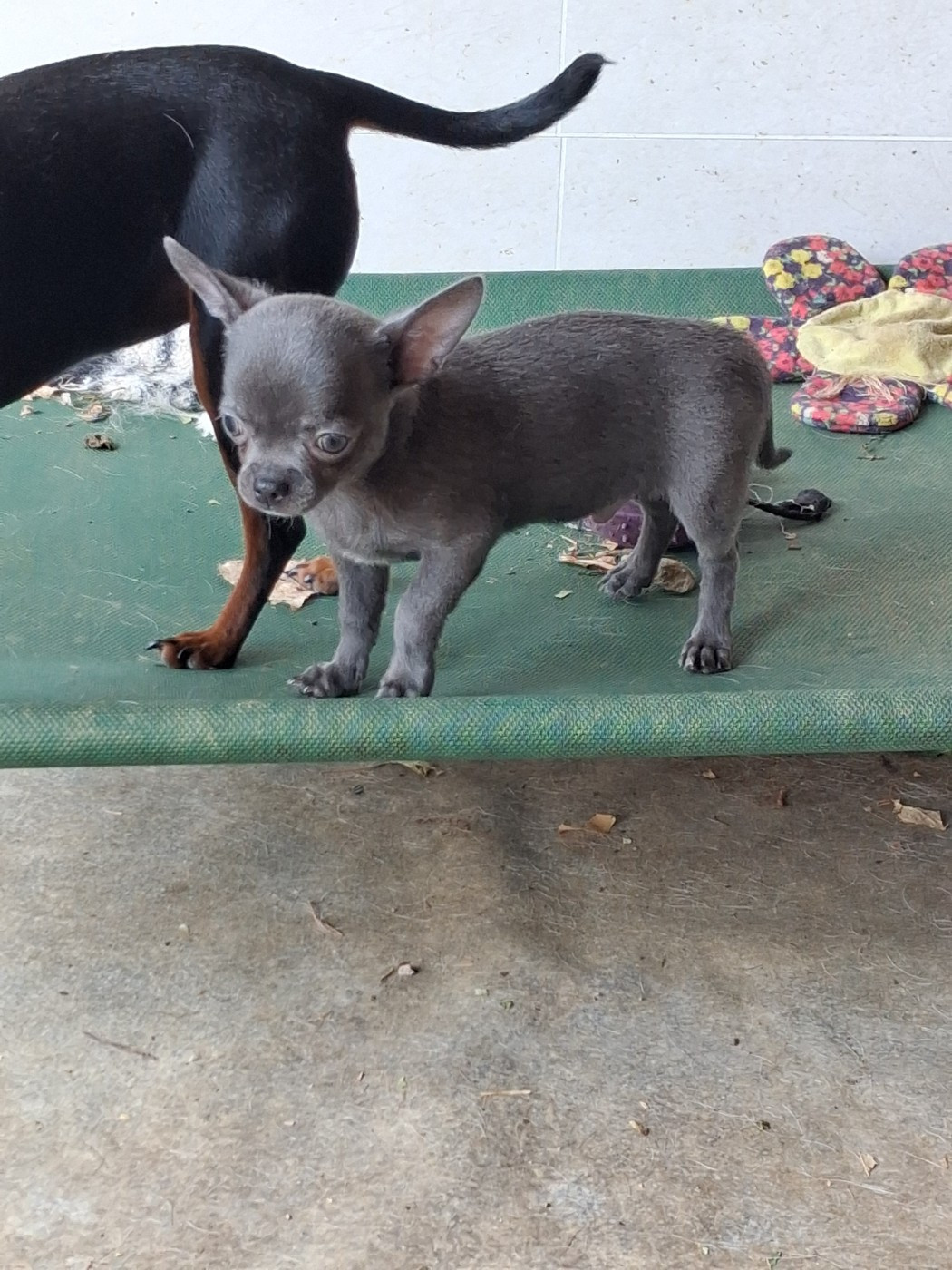 Of Little Dog's Paradise - Chiots disponibles - Chihuahua