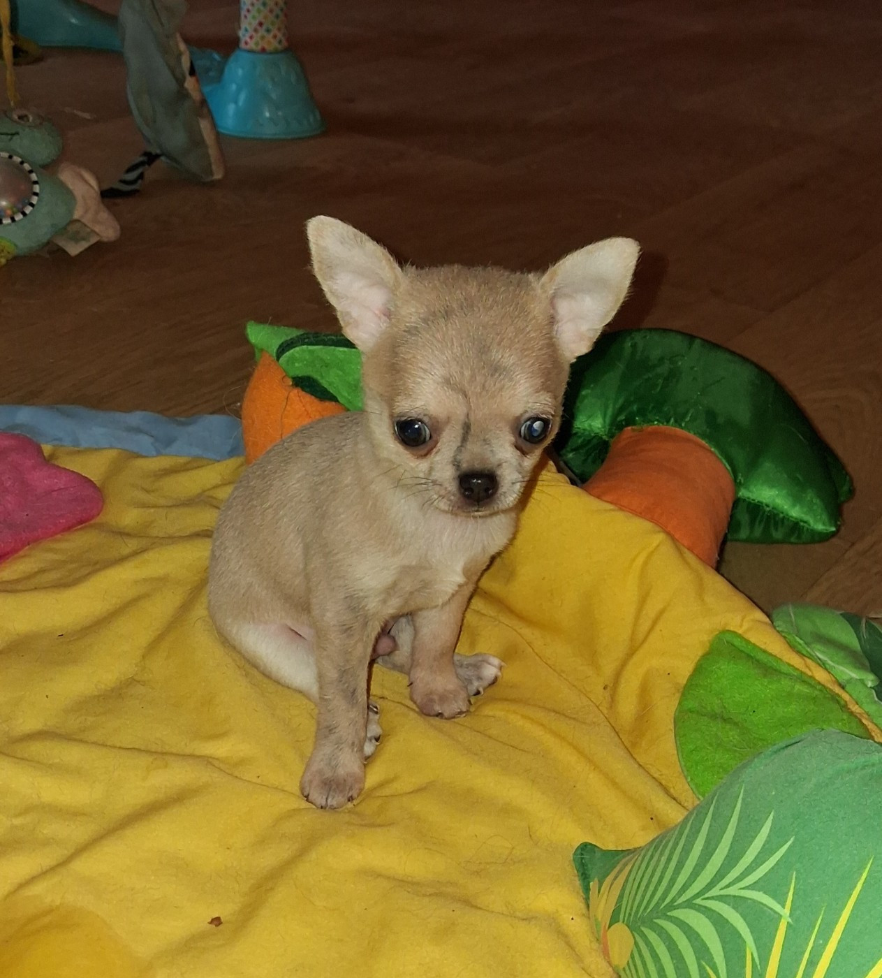 Of Little Dog's Paradise - Chiots disponibles - Chihuahua