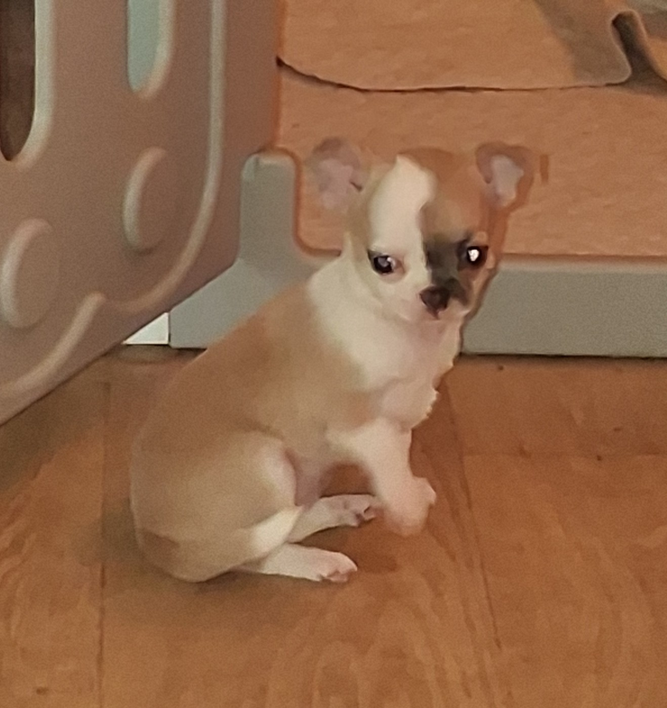 Of Little Dog's Paradise - Chiots disponibles - Chihuahua