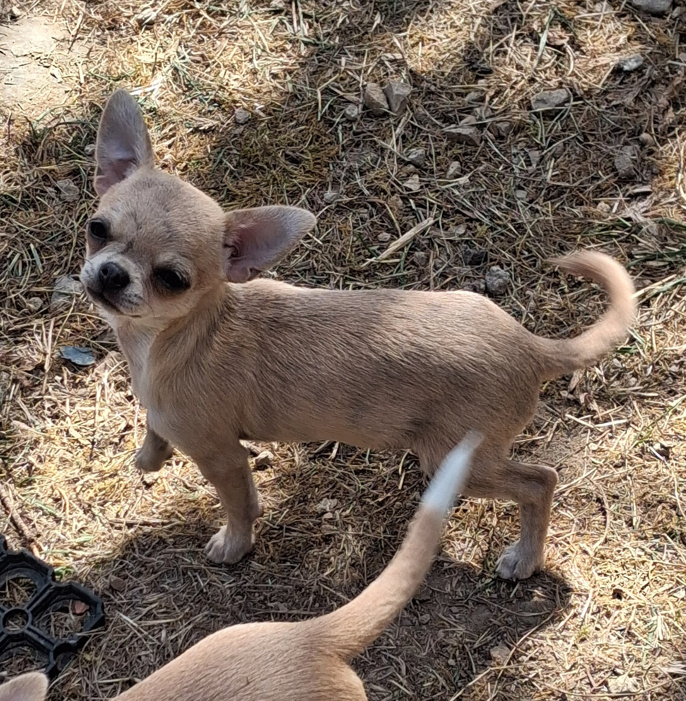 Of Little Dog's Paradise - Chiots disponibles - Chihuahua