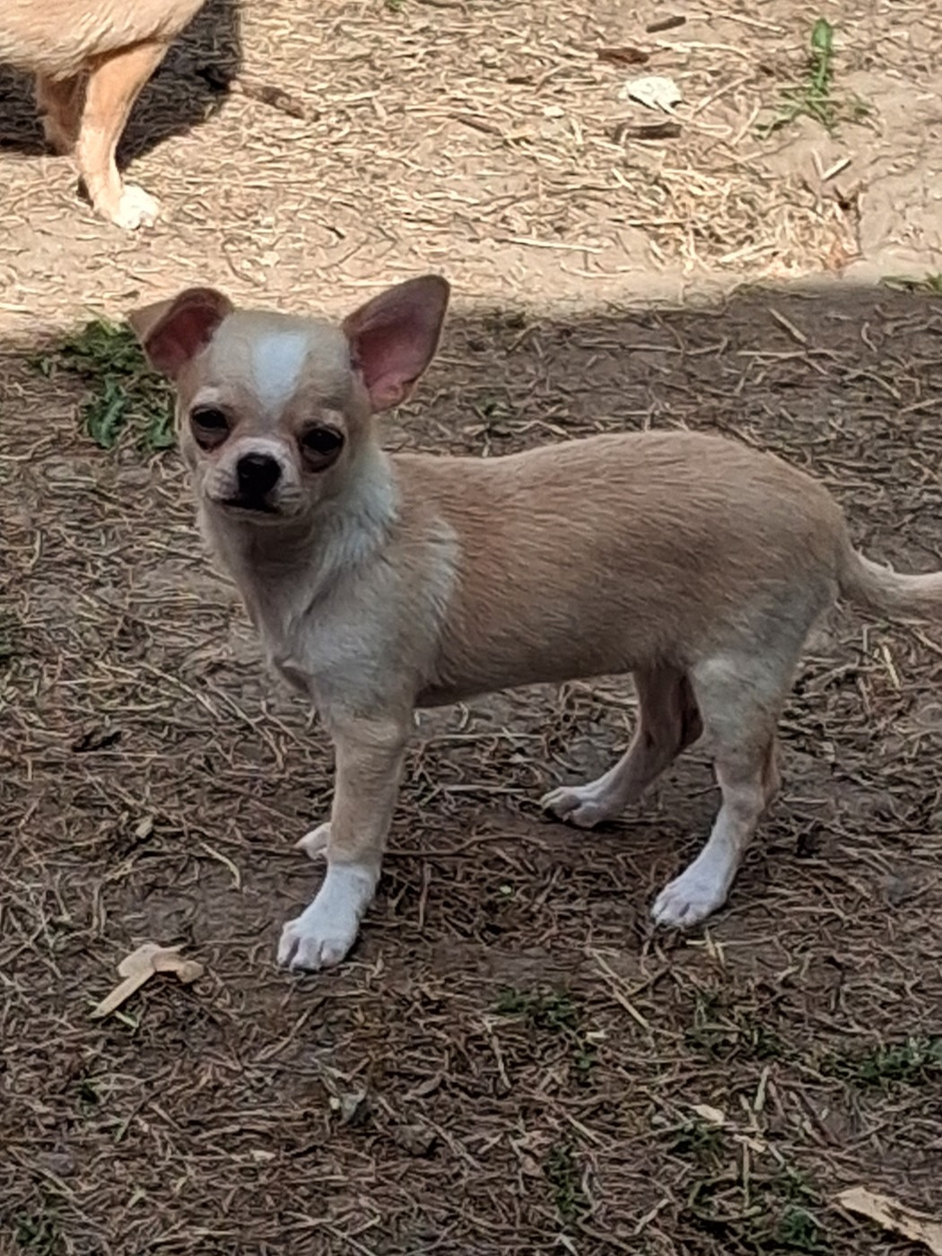 Of Little Dog's Paradise - Chiots disponibles - Chihuahua