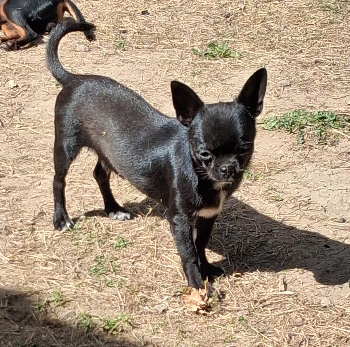 Of Little Dog's Paradise - Chiots disponibles - Chihuahua