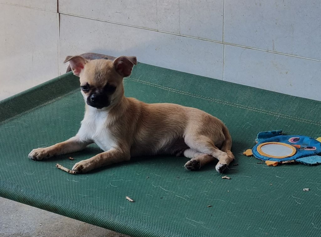 Of Little Dog's Paradise - Chiots disponibles - Chihuahua