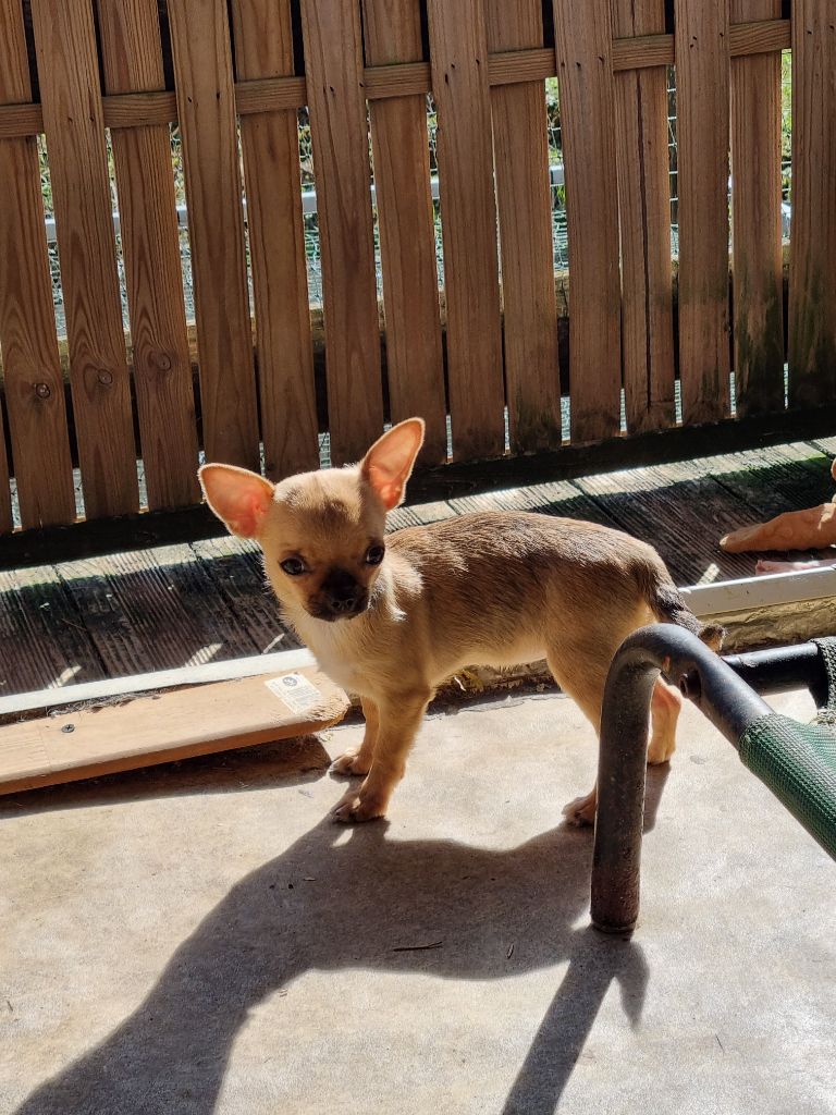 Of Little Dog's Paradise - Chiots disponibles - Chihuahua