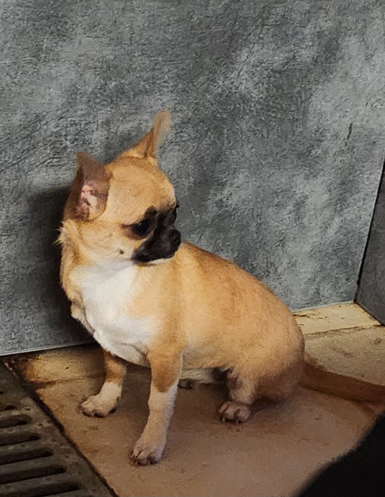 Of Little Dog's Paradise - Chiots disponibles - Chihuahua