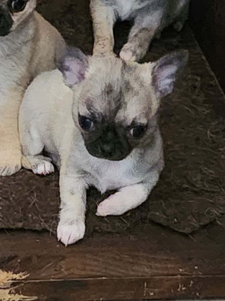 Of Little Dog's Paradise - Chiots disponibles - Chihuahua