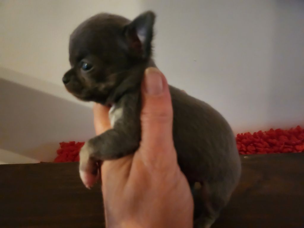 Of Little Dog's Paradise - Chiots disponibles - Chihuahua