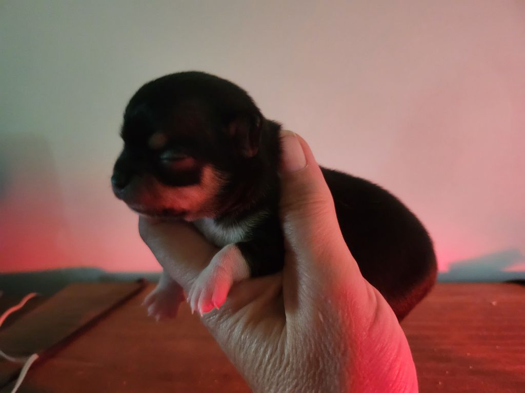 Of Little Dog's Paradise - Chiots disponibles - Chihuahua