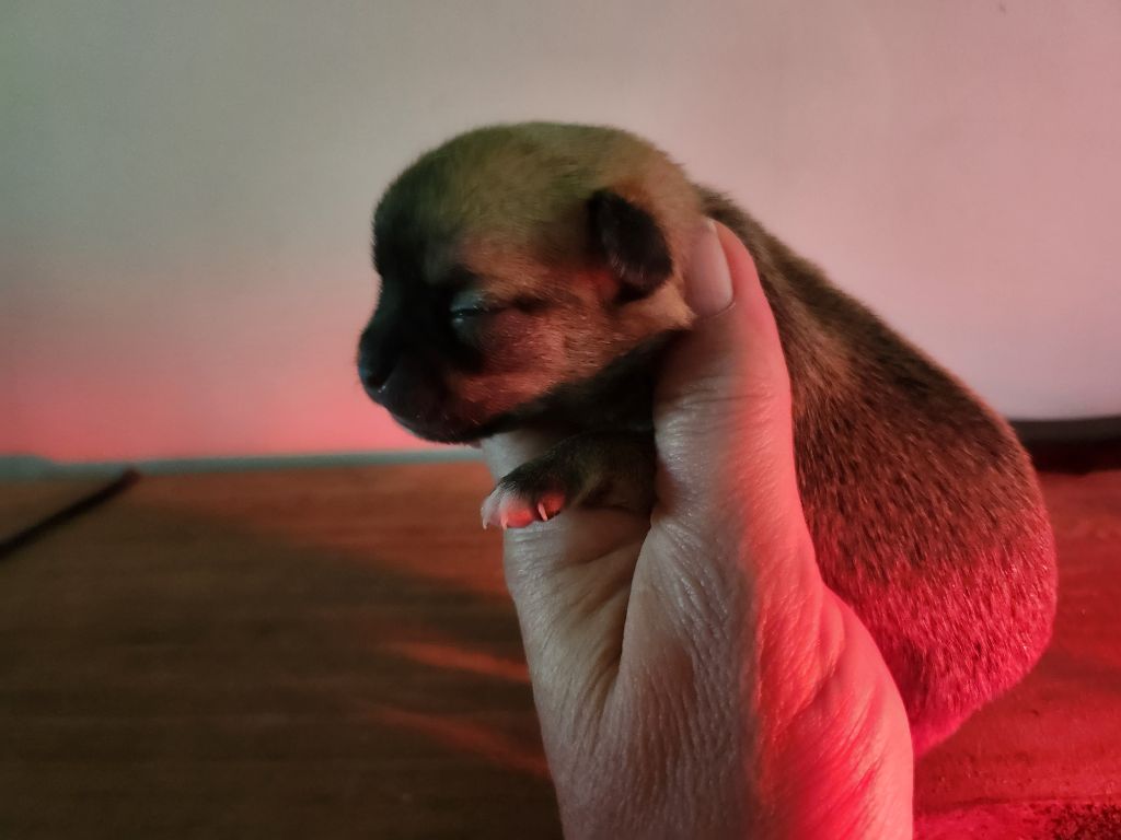 Of Little Dog's Paradise - Chiots disponibles - Chihuahua
