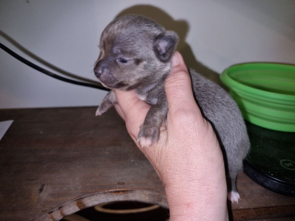 Of Little Dog's Paradise - Chiots disponibles - Chihuahua