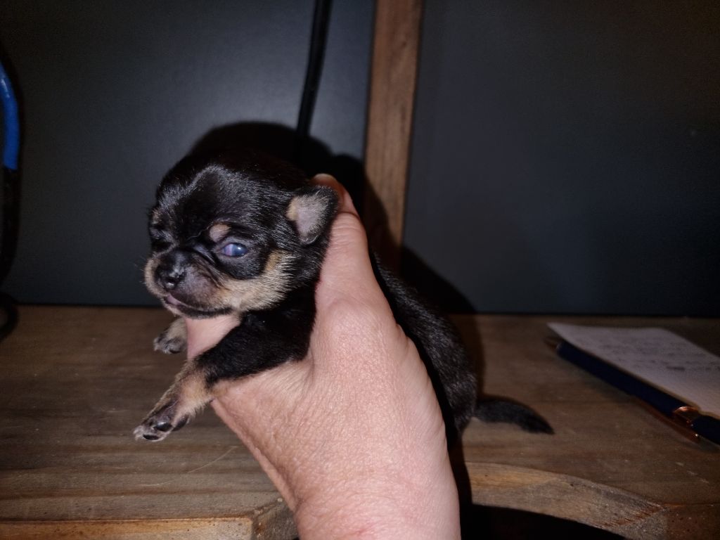 Of Little Dog's Paradise - Chiots disponibles - Chihuahua