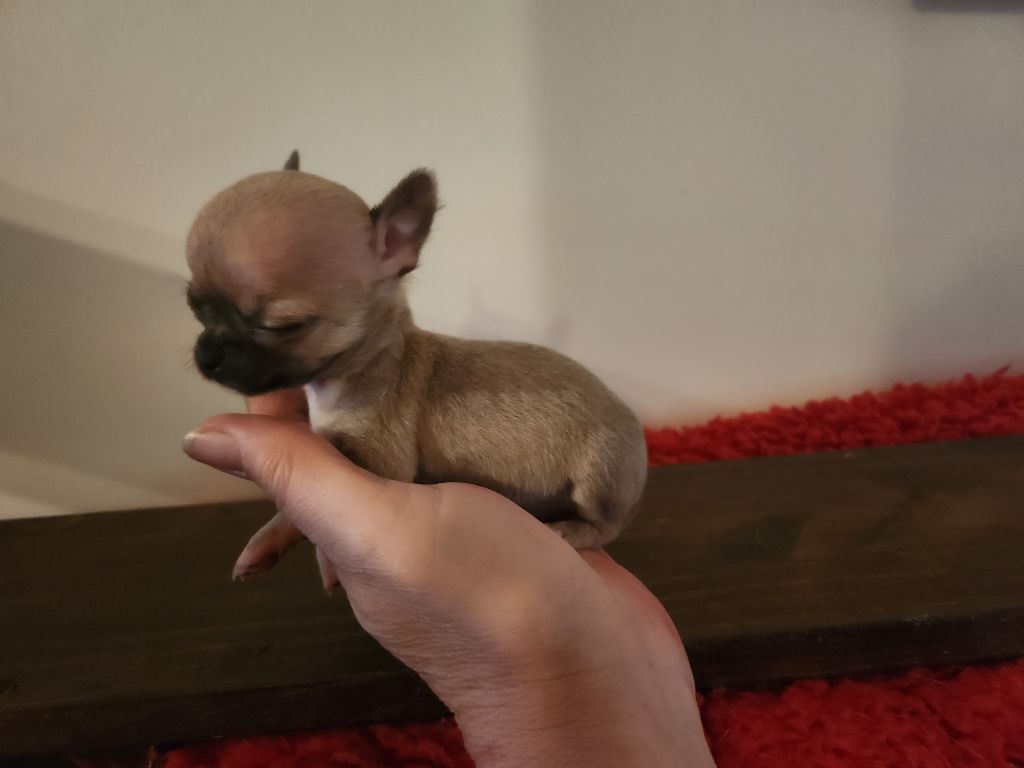 Of Little Dog's Paradise - Chiots disponibles - Chihuahua