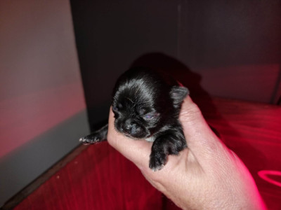 CHIOT 1