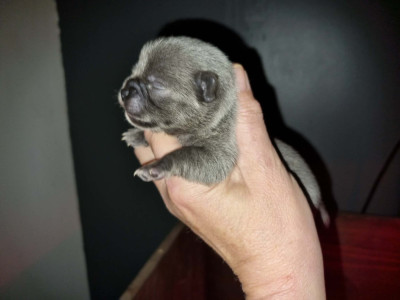 CHIOT 2